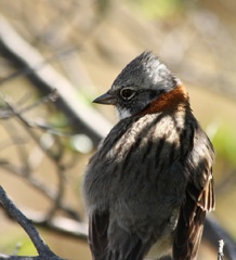 rufous coloured sparrow